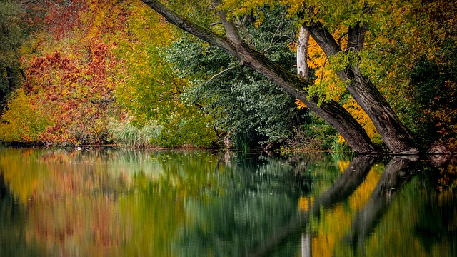 Image of fall trees along a lake with the image of the trees reflected on the water.